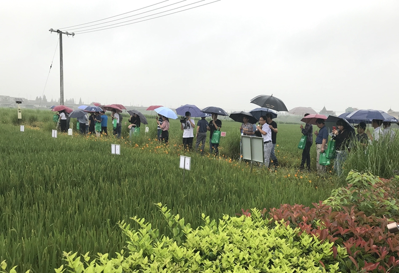 惠多利水稻系列肥料獲專(zhuān)家及農(nóng)戶(hù)好評(píng)