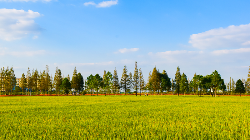 浙農(nóng)嘉善萬畝水稻種植示范區(qū)獲省農(nóng)業(yè)農(nóng)村廳&ldquo;未來農(nóng)場&rdquo;認定
