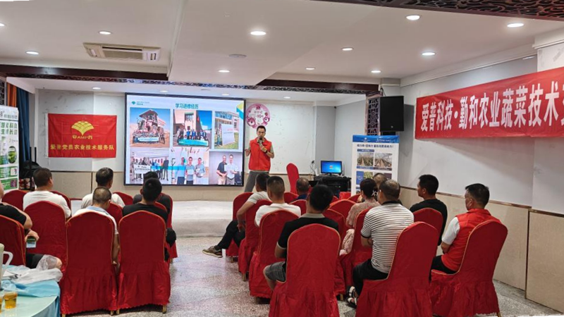 愛普科技在隨州推廣大棚茄子土壤改良方案