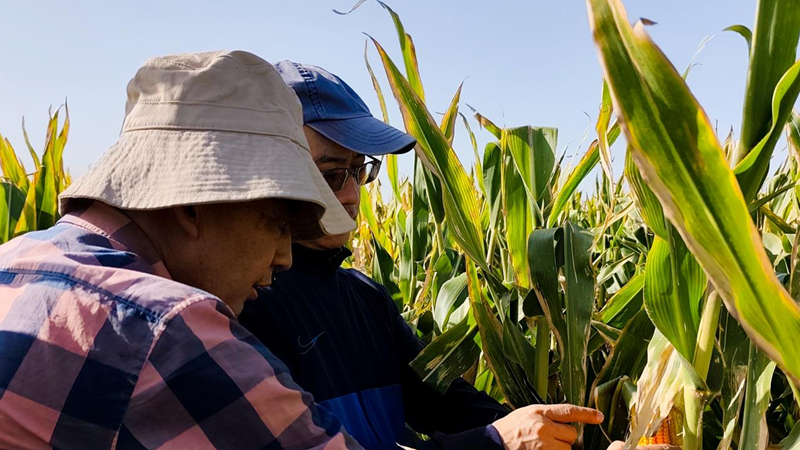 愛普黨員服務隊赴甘肅張掖開展制種玉米試驗田回訪